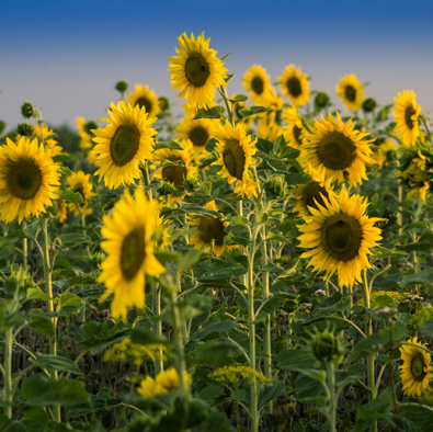 Sunflowersession_08.jpg